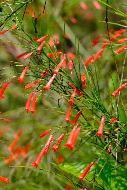 Russelia equisetiformis. de fonteinstruik, voetzoekerplant, bloeiende plant van Plantaginaceae