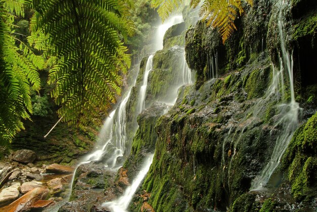 オーストラリア、タスマニア州マウント フィールド国立公園のラッセル滝