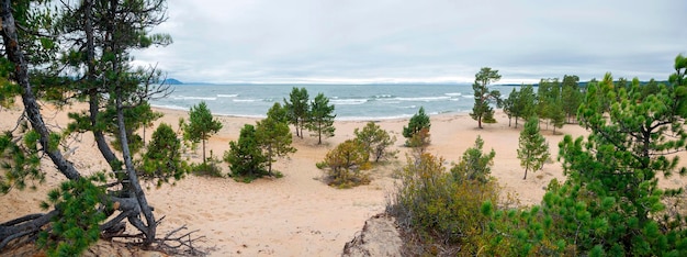 Russia, Goryachinsk. Pines and cedars on the sandy shore of Lake Baikal.