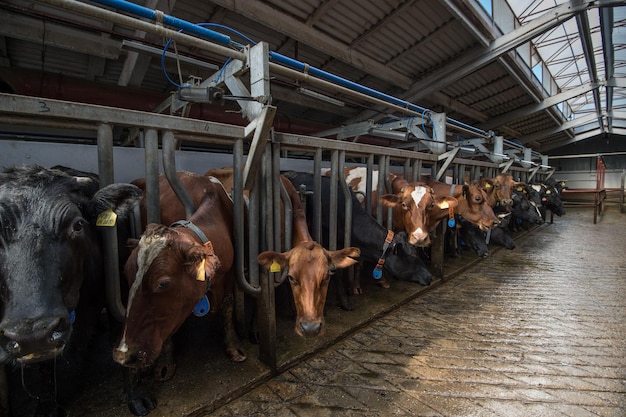 Фото Россия кубанское сельское хозяйство животноводство коровье хозяйство