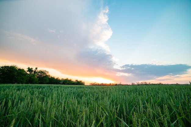 Russia village sunset field bright sun spring wheat