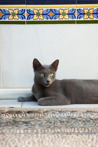 ロシアの青猫