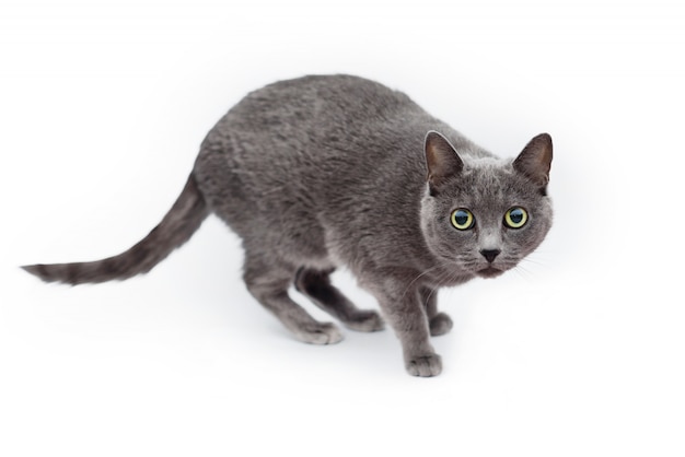 Russian blue cat on white background