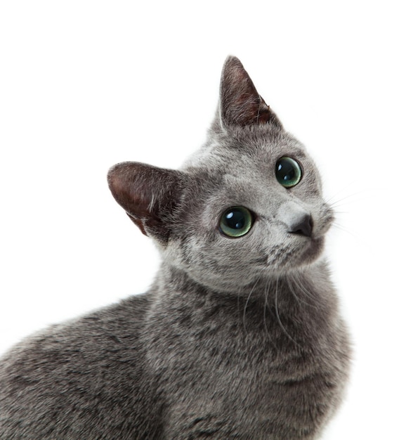 Русская голубая кошка на белом