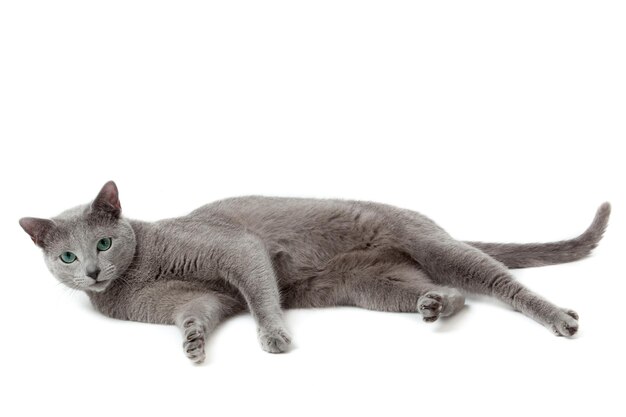 Russian Blue cat on white