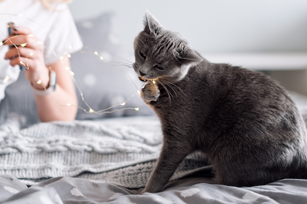 Gatto blu russo con luci di natale, fuoco selettivo