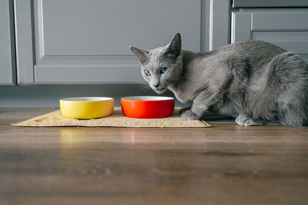 家庭でカイチェンで猫の餌を食べる面白い表現力豊かな銃口を持つロシアの青猫。家で夕食を食べている素敵な繁殖子猫の肖像画。床で食べるかわいい空腹の猫