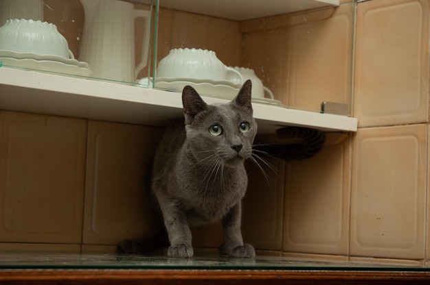 Russian blue purebred cat playing inside a piece of furniture