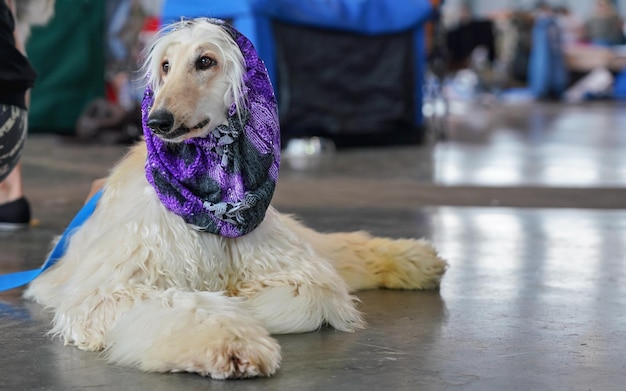 床に座っているロシアのボルゾイ犬、頭に紫色のスカーフ – 準備ができて、ドッグショーコンテストで手入れをされています。