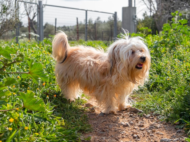 Russian breed Russian colored lapdog  in Greece