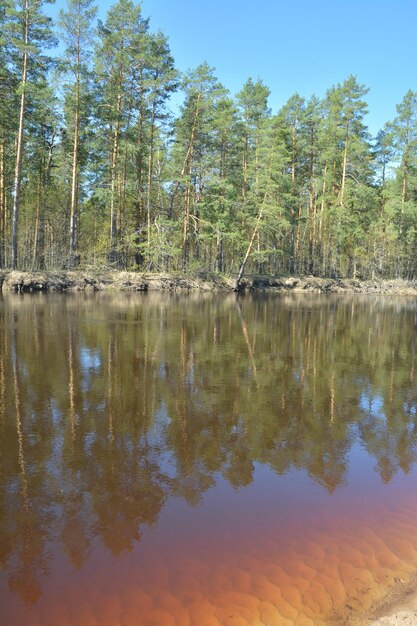 Russian forest river in spring