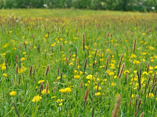 Russian meadow with dandelions and Timothy-grass .Arkhangelsk region. Russian North.