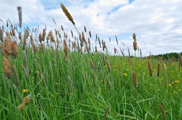 Russian meadow with  Timothy-grass.Arkhangelsk region. Russian North.