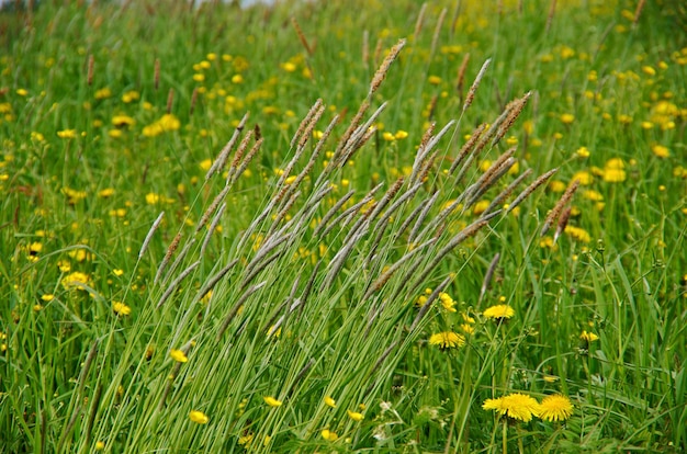 Russian meadow with  Timothy-grass.Arkhangelsk region. Russian North.