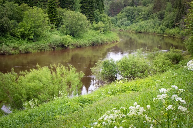 Natura russa. tranquillo fiume nella foresta.