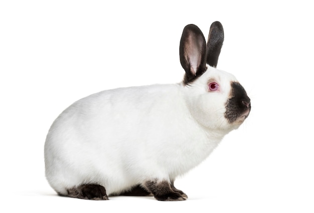 Russian rabbit sitting against white background