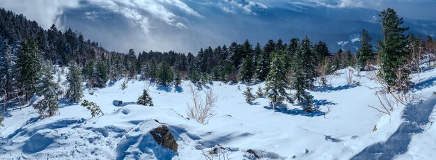 Russian snow trees. Winter landscape on Falaza moutain