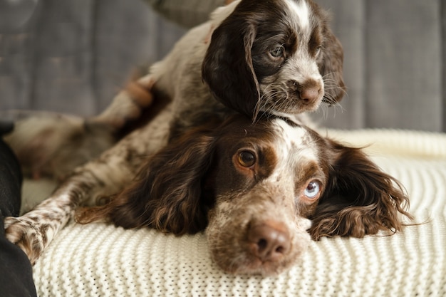 Russian spaniel brown merle dog with puppy lying on couch