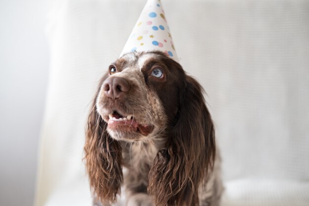 Russian spaniel cioccolato merle diversi colori occhi cane divertente che indossa il cappello del partito. vacanza. buon compleanno. buon natale.