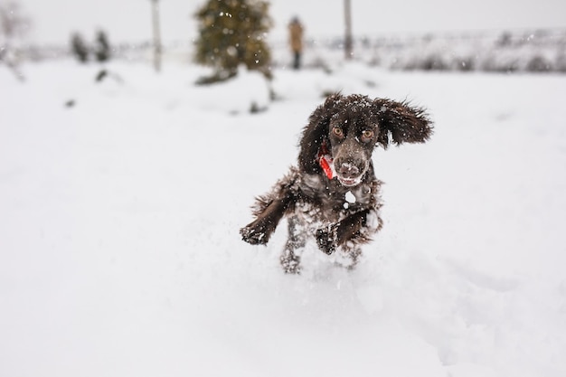 冬に外を歩いて雪の吹きだまりに入る私と遊んでいるロシアンスパニエル犬狩猟犬のためのアクティブな散歩の利点