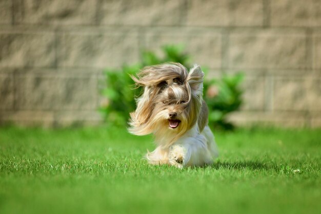 Russian spaniel portrait of a dog