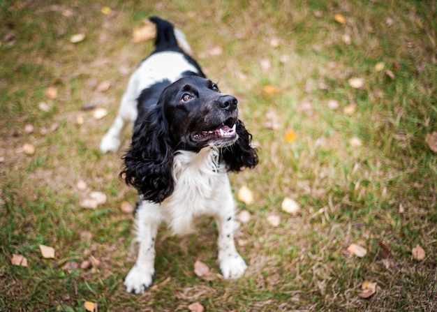 Russian spaniel portrait of a dog