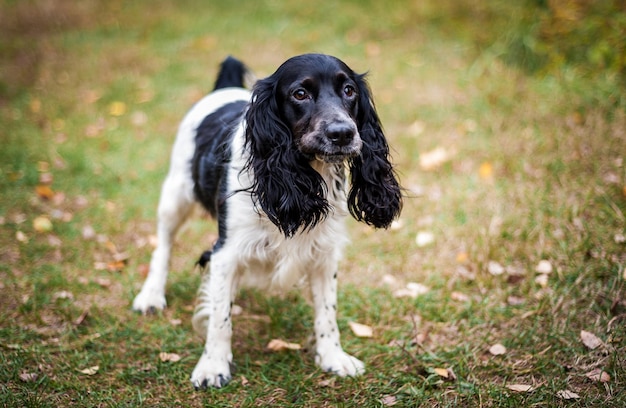 Russian spaniel portrait of a dog