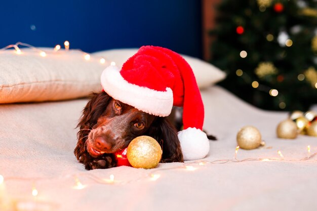 Russian spaniel in a red Santa Claus hat plays with Christmas toys, gold balls and jumps on the bed. Dog holds gold balloon in his mouth