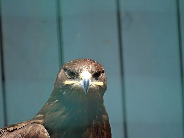 Russian Steppe Eagle Close up portrait nice