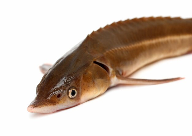 Russian sturgeon fish closeup