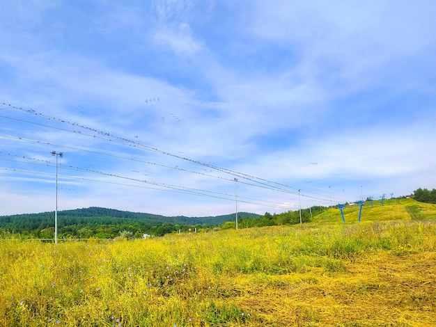 Russian summer landscape with birds on wires