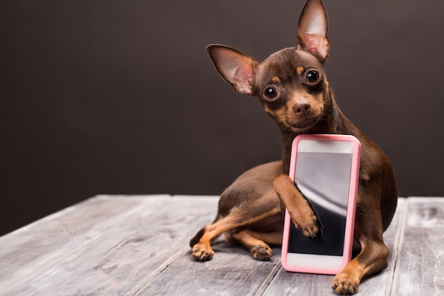 A Russian terrier dog keeps a smartphone