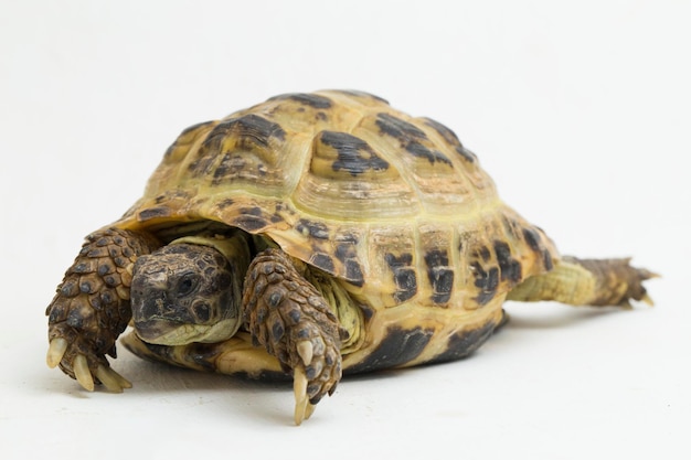 Photo russian tortoise testudo horsfieldii isolated on white background