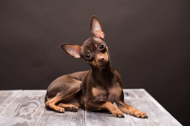 Russian toy terrier dog