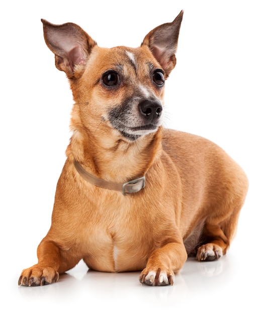 Russian toy terrier is a mini dog on white background