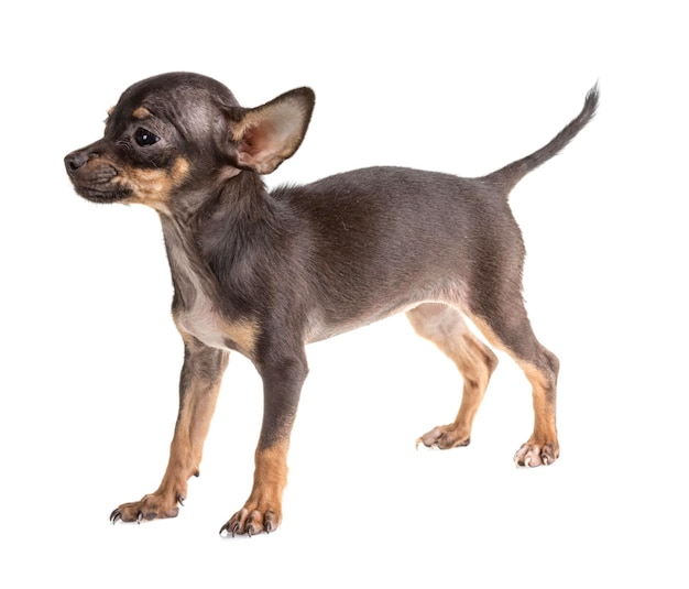 Russian toy terrier isolated on a white background