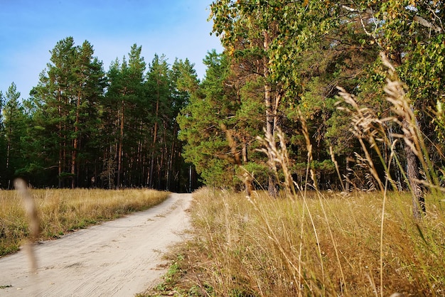 Russisch landschap De veldweg gaat diep het bos in De rust van de natuur op een zonnige zomerdag