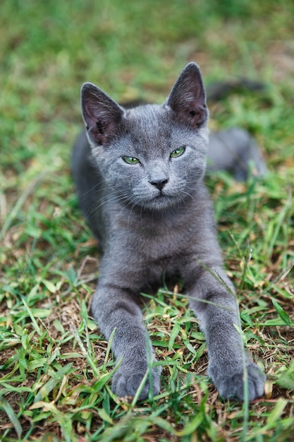 Russische blauwe kat. Een klein grijs groenogig stamboomkatje zit op het groene gras