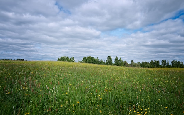 Russische lenteweide met bloemen. Archangelsk regio. Russische Noord.