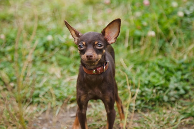 Russische toy Terriër staat op het gazon. Close up van tamme hond van Toy Terrier RAS draait op gras in de natuur. Rasechte kleine pocket huisdieren. Huisdieren uitlaten in het park