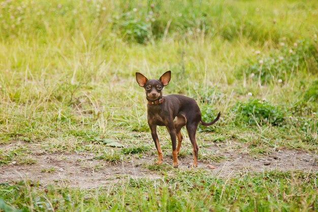Russische toy Terriër staat op het gazon. Fotografie van tamme hond van toy Terriër-ras die op gras in de natuur loopt. Rasechte kleine pocket huisdieren
