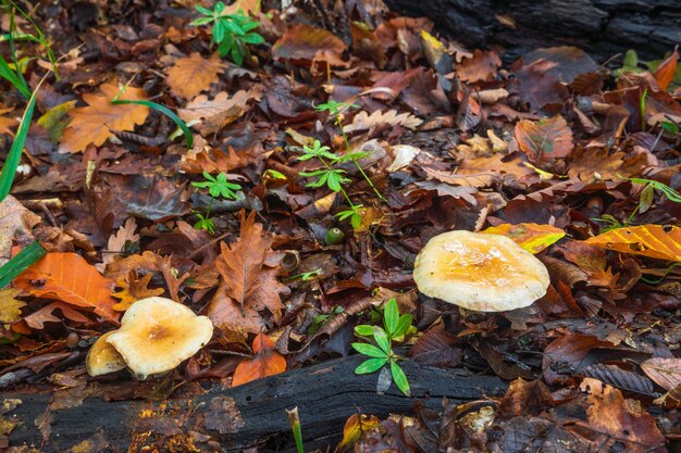 가을 숲의 Russula