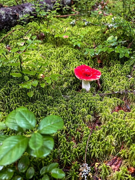 Foto funghi russula emetica con cappuccio rosso nella foresta settentrionale sullo sfondo dell'erba