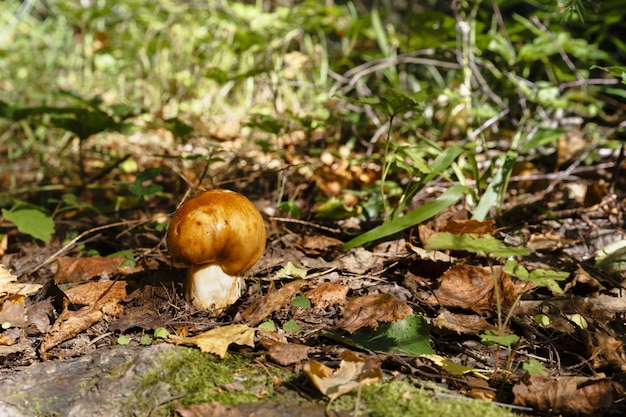 Russula foetens paddestoel