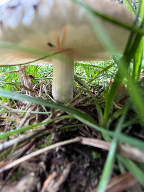 Photo russula graveolens fungi on the grass