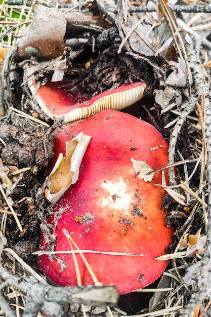 Russula-paddenstoel met een rode dop in de bosclose-up