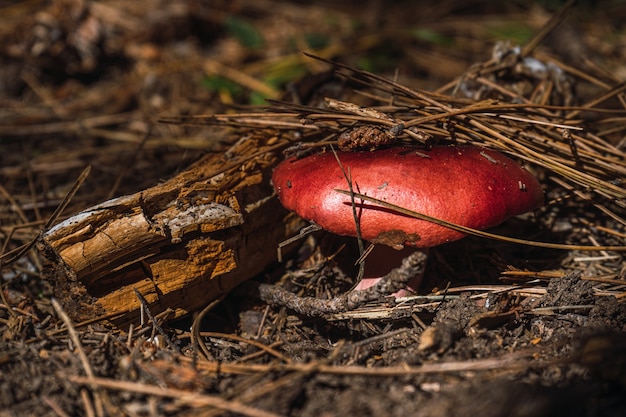 Фото russula torulosa, заросшая в подлеске соснового леса.