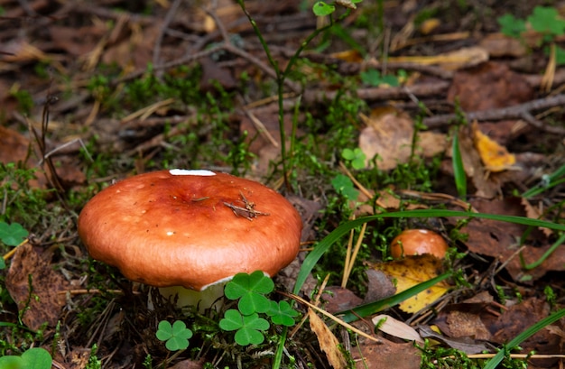 Russulaceae - mushroom in the autumn forest among green leaves. edible, preferably fried