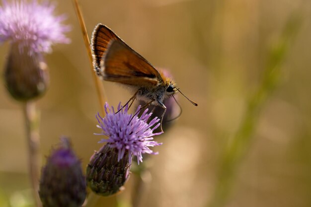 Rust-colored skipper butterfly on the side of a thistle