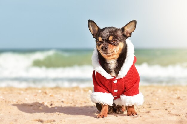 Rust, reis. Chihuahua hond op zee met Kerstmis of Nieuwjaar in santa kleding.